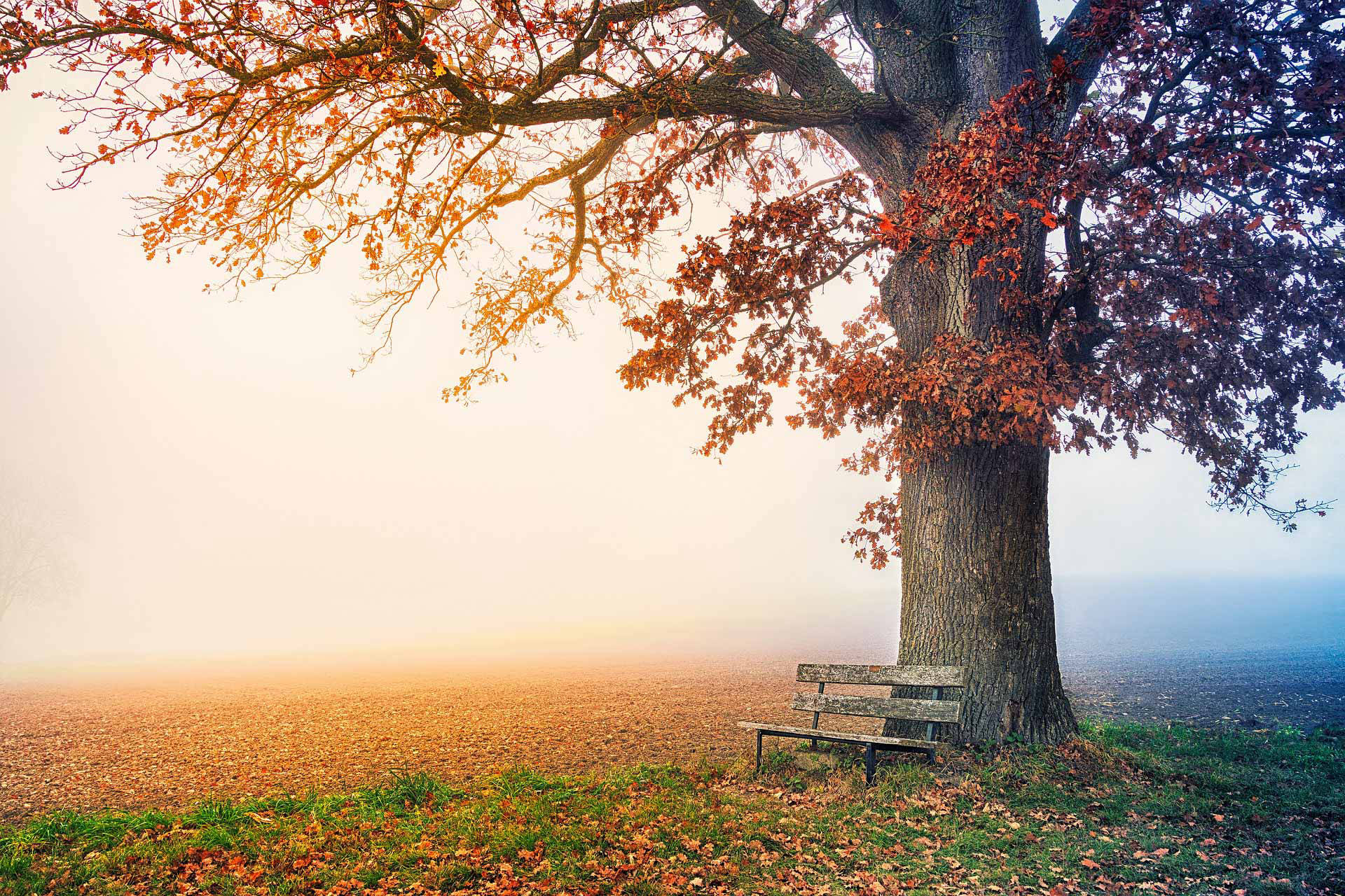 Baum mit Bank beim Sonnenaufgang